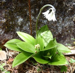 Clintonia udensis