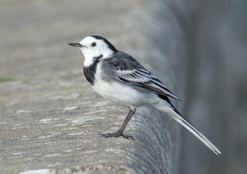 Lavandera blanca (Motacilla alba)