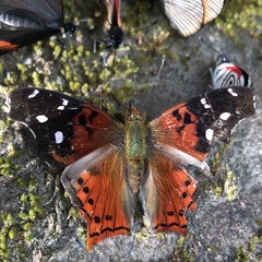 Hypanartia cinderella