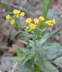 Lithospermum multiflorum