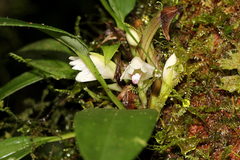 Maxillaria ramonensis