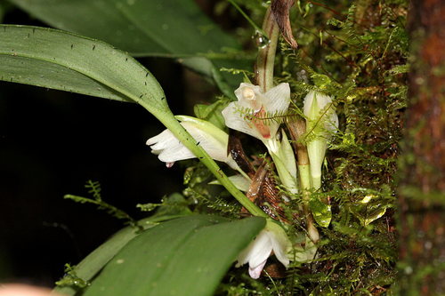 Maxillaria ramonensis image