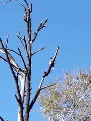 Falco novaeseelandiae