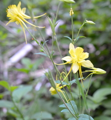Aquilegia chrysantha