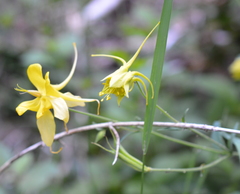 Aquilegia chrysantha