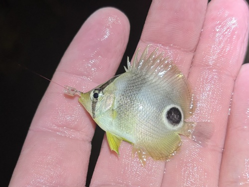 Butterbun (Chaetodon capistratus) — Chaetodontidae — 2