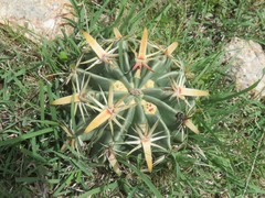 Ferocactus recurvus recurvus