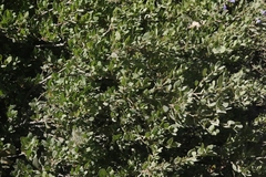 Quercus vacciniifolia