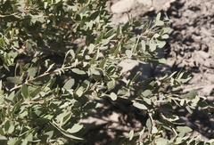 Quercus vacciniifolia