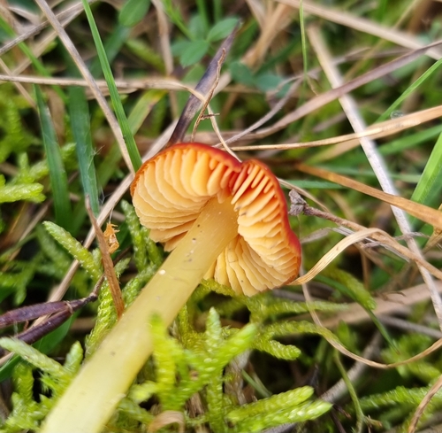 Dune Waxcap