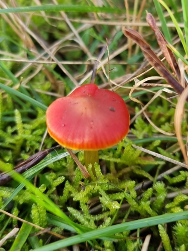 Dune Waxcap