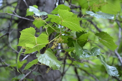 Vitis arizonica