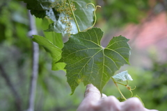Vitis arizonica