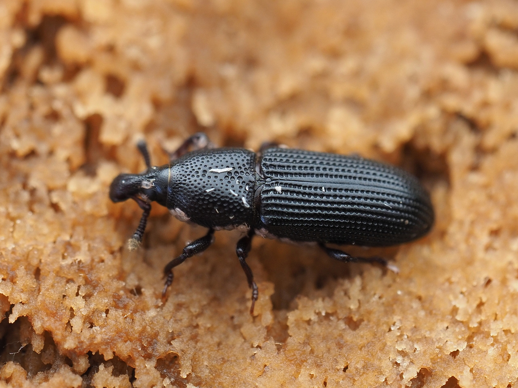 Cossonus impressifrons