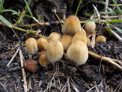 Coprinellus