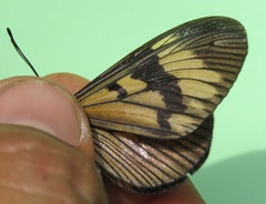 Actinote anteas anteas