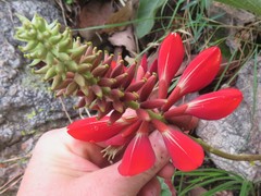 Erythrina breviflora