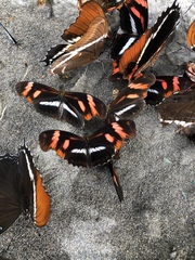 Podotricha telesiphe