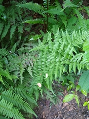 Athyrium