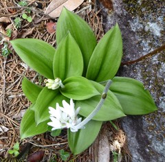 Clintonia udensis