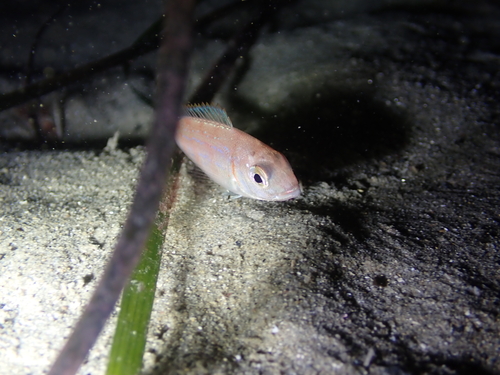 Common pandora (Pagellus erythrinus) — Sparidae — 4