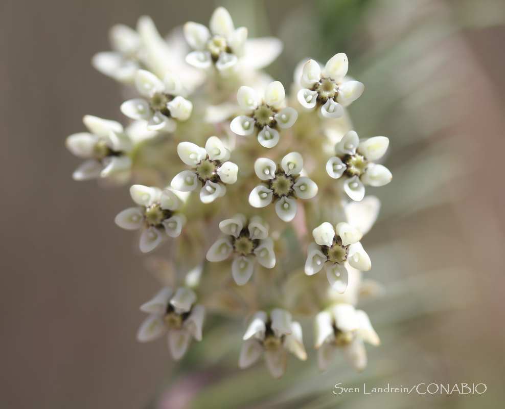Photos of pineneedle milkweed (Asclepias linaria) · iNaturalist