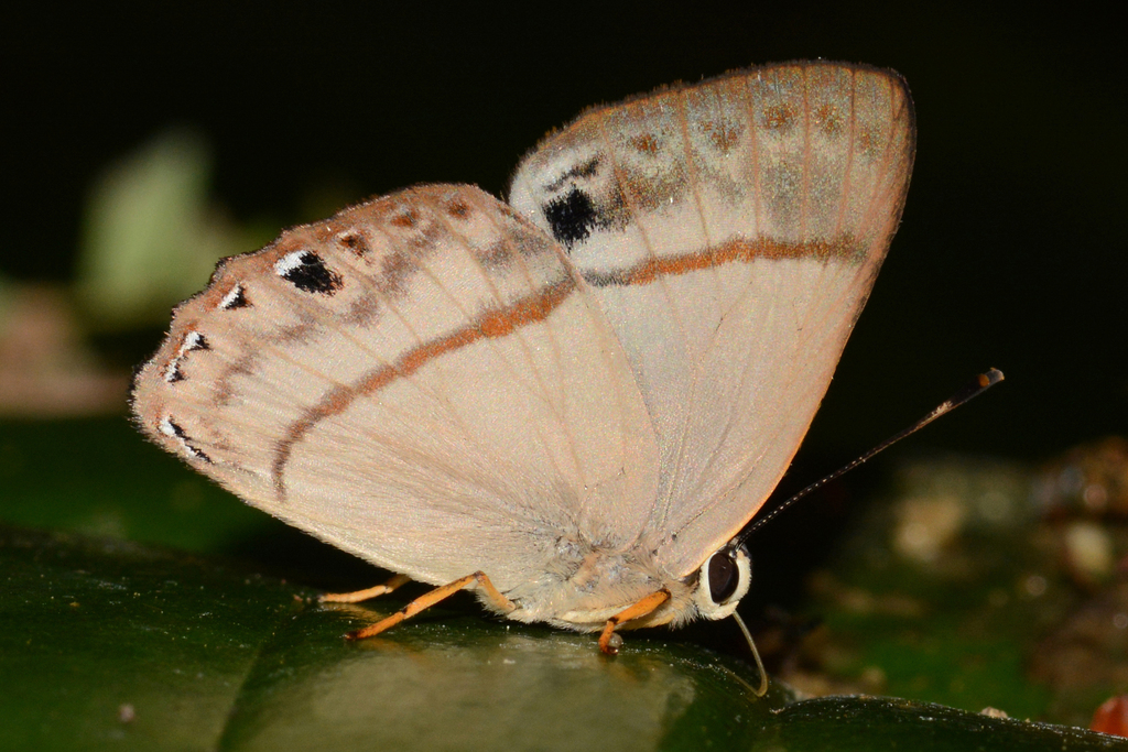 Erythia midas