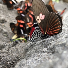 Eueides heliconioides