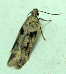 Chionodes mediofuscella