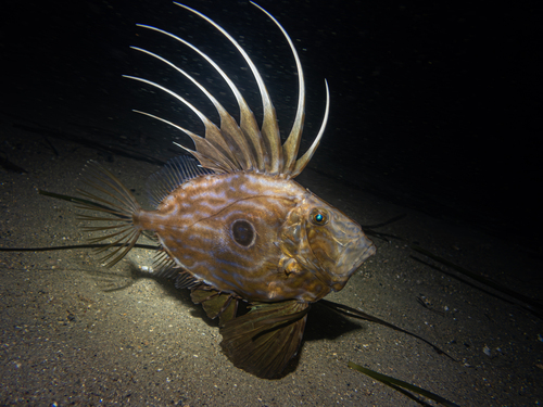 Atlantic John dory (Zeus faber) — Zeidae — 2