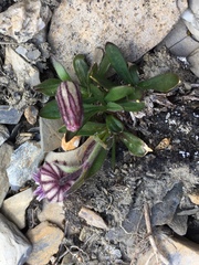 Silene uralensis