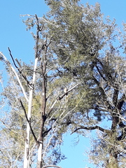 Falco novaeseelandiae