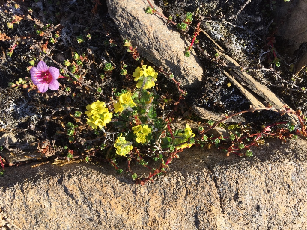 alpine whitlowgrass