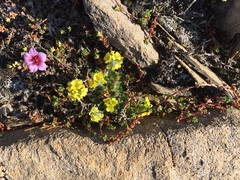 Draba oxycarpa