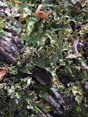 Pseudocyphellaria carpoloma