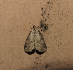 Hyperstrotia pervertens