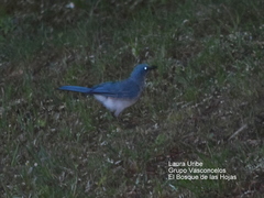 Aphelocoma wollweberi