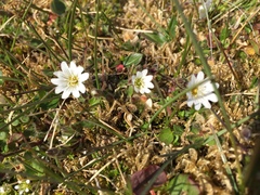 Cerastium nigrescens