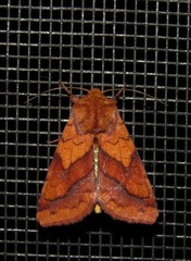 Pyrrhia exprimens