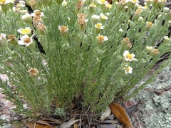 Perityle coronopifolia