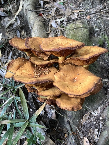 Gymnopilus junonius