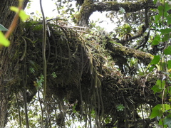 Aporocactus flagelliformis