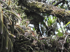 Aporocactus flagelliformis