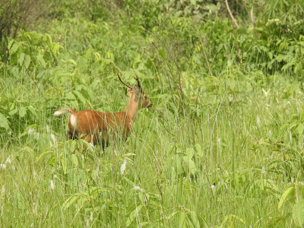 Axis porcinus porcinus, Assam, IN, by prashanthmb