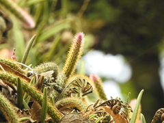 Aporocactus flagelliformis