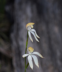 Caladenia hildae