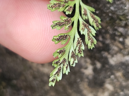 Image of Asplenium pekinense by (c) Marc Riera, some rights reserved (CC BY)