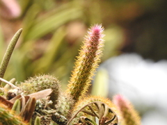 Aporocactus flagelliformis