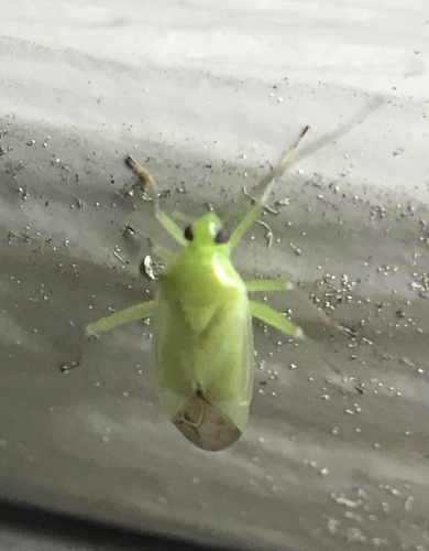 Common Green Capsid photo 3