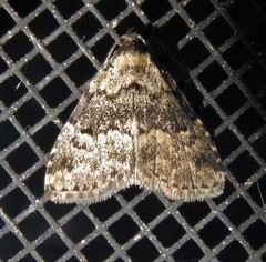 Dyspyralis illocata